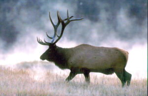 kxi government wilderness elk